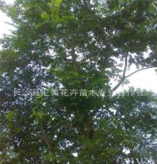 优丛生朴树 质专业绿化苗木 价格优惠 15-40cm朴树 柏加出品