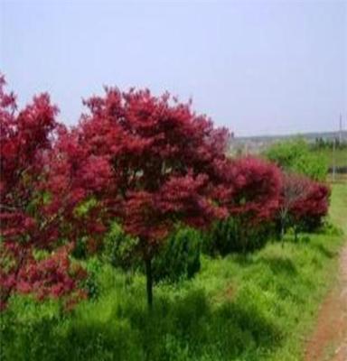 大量供应绿化苗木-- 红枫 高接红枫 日本红枫