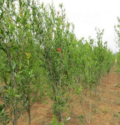 新郑大量供应花椒苗/花椒苗报价