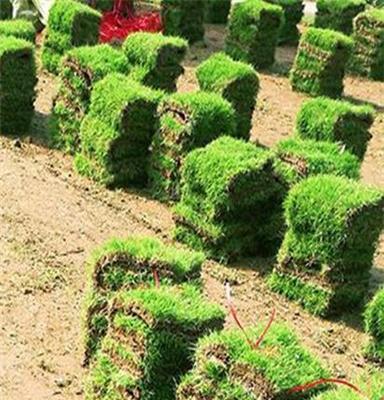 马尼拉草坪 江西抚州 庭院绿化用的种植草皮批发价格