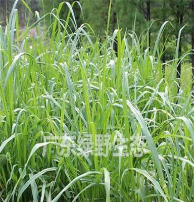 结缕草种子批发找广东绿野生态