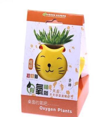 供应创意有氧植栽 招财猫 陶瓷迷你盆栽 家居日用品