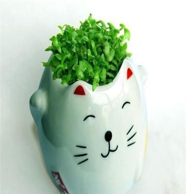 供应创意有氧植栽 招财猫 桌面迷你小植物