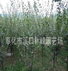 林峰园艺 供应绿化苗木垂丝海棠1-12公分
