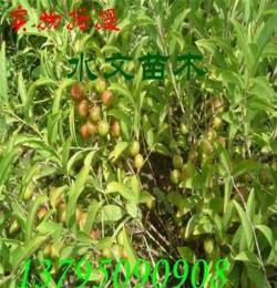 钙果品种欧李一年生绿化苗木