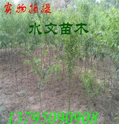 山桃京桃大苗树苗绿化苗木