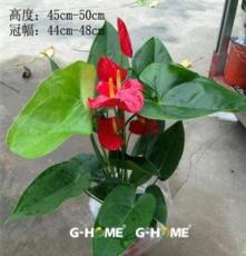 批发室内花卉 150# 红掌-广州红东星花场直销