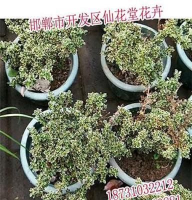 邯郸苗木，苗木工程，仙花堂花卉