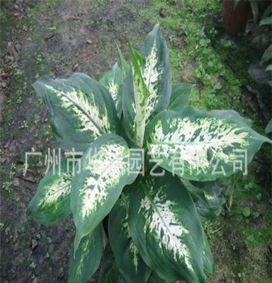 花卉盆栽種子種苗批發(fā) 廠家優(yōu)質(zhì)室內(nèi)觀葉植物花葉萬年青組培苗