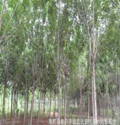 园林绿化苗木 10—30公分 原生白蜡