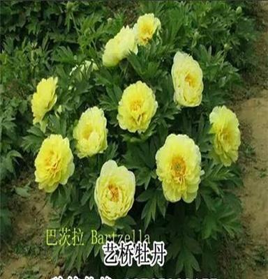 牡丹苗批发价格牡丹种植基地品种齐全