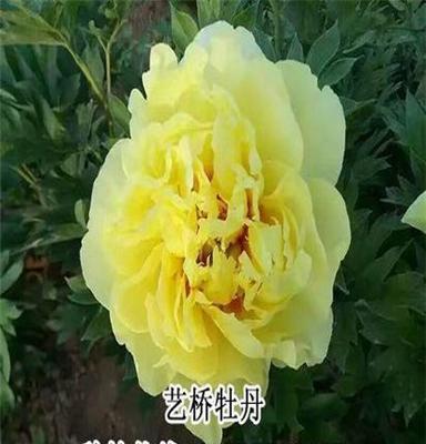 菏澤觀賞芍藥種植基地品種齊全