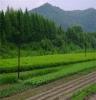 承德绿化苗木价格，中国苗木产业平台一站式服务，100%省心！