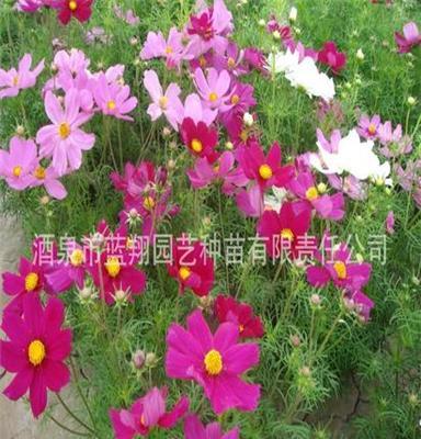 厂家直销一二年生花卉种子、扫帚梅 大波斯菊 种子 种苗 花种子