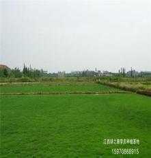 江西草坪生产基地 — 大量出售铅山台湾青草皮