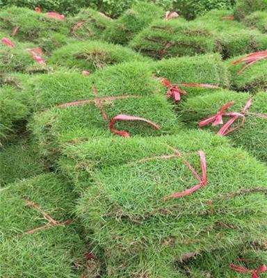 江西草坪生产基地 — 大量出售上饶果岭草草皮