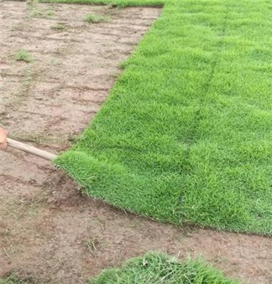 江西草坪生产基地 — 大量出售吉安黑麦草草皮