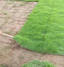 江西草坪生产基地 — 大量出售新余狗牙根草子
