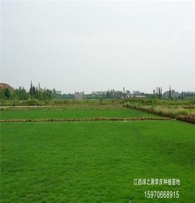 江西草坪生产基地 — 大量出售萍乡黑麦草草皮