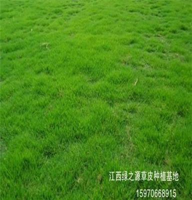 江西草坪生产基地 — 大量出售婺源果岭草草皮