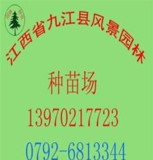 供应 日本冬青种子 林木种子/园林种苗/批发种子/绿化种子