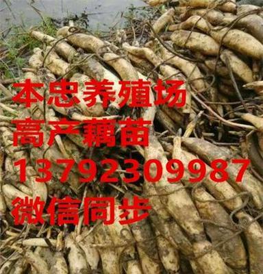 山东荷丰莲藕种植基地提供优质高产莲藕种苗 质量保证 价格低