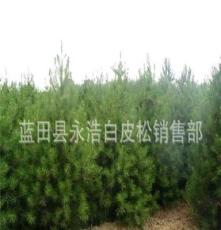 大量供应工程绿化苗木 优质2.5米蓝田白皮松
