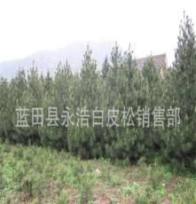 蓝田直销5米优质白皮松 工程绿化苗木