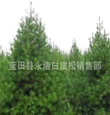 供应3--6米白皮松绿化苗木