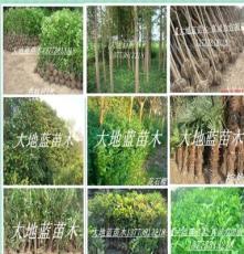 绿化苗木，工程苗木，各种规格苗木，树木，花木