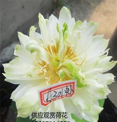 南阳南召县大量出售盆栽观赏荷花、碗莲（）