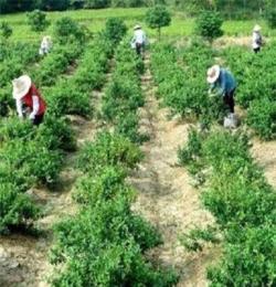 長期供應大毛花種苗（四季金銀花）金銀花種苗