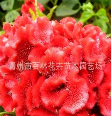 常年供應(yīng) 草花花卉 雞冠花 大量批發(fā) 專業(yè)廠家直銷 優(yōu)質(zhì) 圖