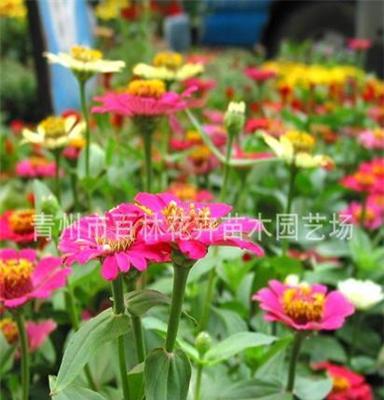 青州专业厂家直销 草花花卉 长期供应批发 图 百日草 质优价廉
