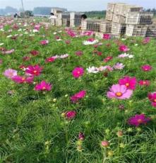 河北柳葉馬鞭草