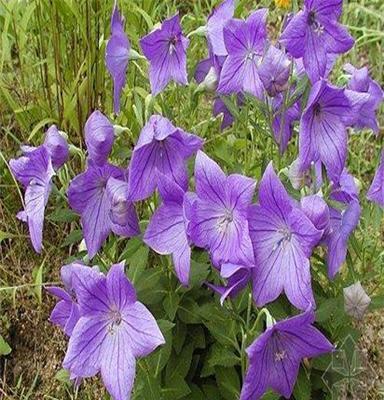 太原 桔梗基地报价批发 山东青州九鼎宿根花卉种植基地