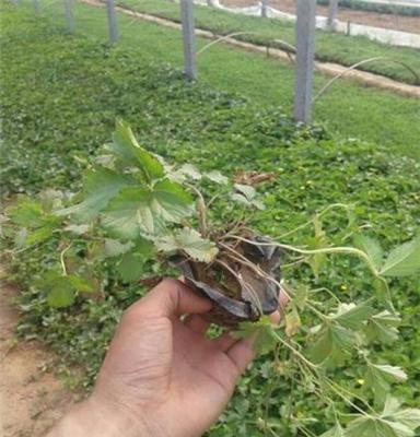 滁州 蛇莓基地报价批发 山东青州九鼎宿根草花种植基地