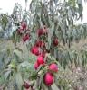 早熟高产超红桃苗，尽在青州利民果树之乡