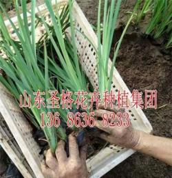 湖南罗汉竹种植基地