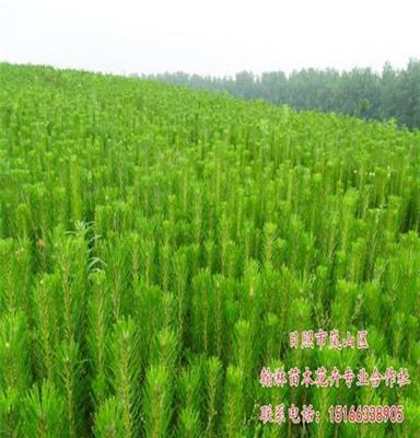 供应绿化苗木1-2.5米  黑松 直销 优质黑松
