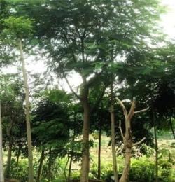 供應(yīng)深圳綠化苗木優(yōu)質(zhì)23公分鳳凰木 香樟樹(shù)秋楓 歡迎垂詢