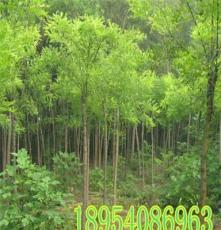 济宁苗木 长期供应白蜡3-40公分 白蜡价格 一手货源 价格低