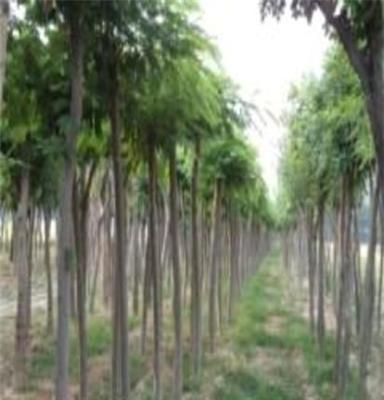 绿化苗木 供应大小规格国槐土球全冠