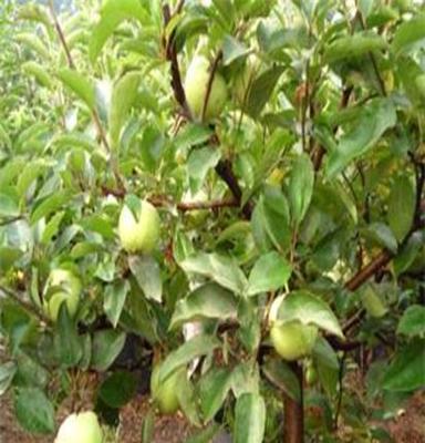 济宁龙河湾果树盆景基地生产栽培各种盆景 苹果盆景