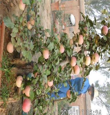 苹果树盆景专业栽培供应商济宁龙河湾果树盆景
