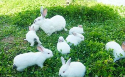 陕西肉兔种兔最新价格养殖兔子有多少利润
