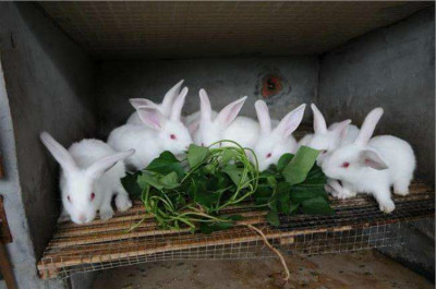 陕西肉兔种兔最新价格养殖兔子有多少利润