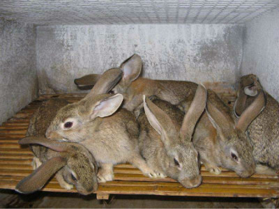 江西肉兔多少钱一只野兔果园里散养利润分析