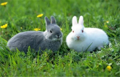 广西肉兔种兔多少钱一只比利时野兔散养利润