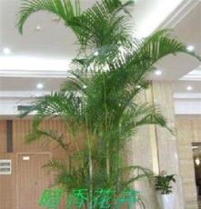 上海植物租赁上海绿色植物出租上海盆景植物出租公司 植物租赁